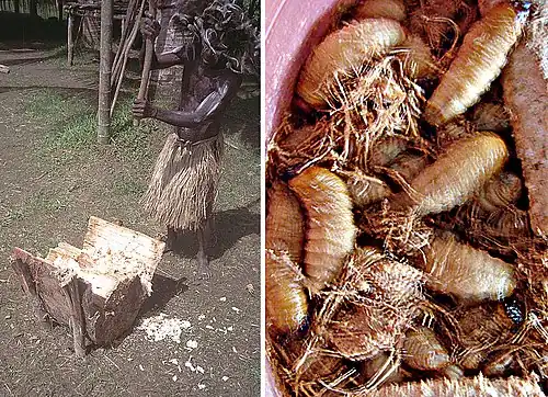 Обработка саго (слева).Личинки, живущие на пальме (справа)