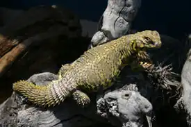 Шипохвост Гейра (Uromastyx geyri)