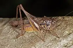 Platycleis tessellata