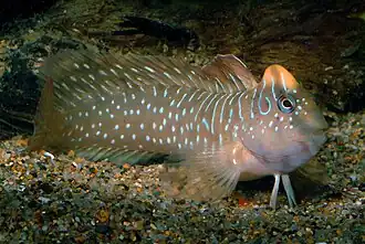 Морская собачка-павлин (Salaria pavo)