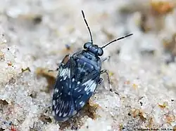 Saldula arenicola