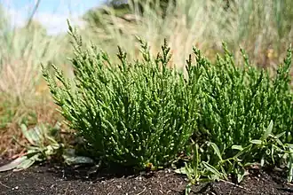 Общий вид растений.