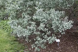 Общий вид взрослого растения