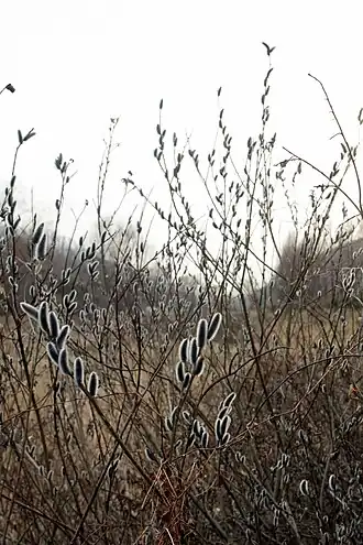 Общий вид цветущего растения