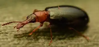 Salpingus ruficollis