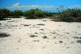 Солончаковая пустыня на Араратской равнине, близ Ерасхауна