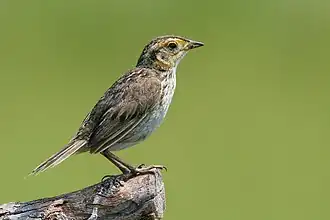 Острохвостая овсянка-барсучок (Ammodramus caudacutus)