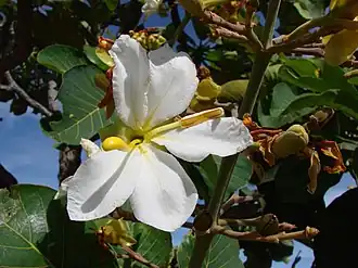 Salvertia convallariodora