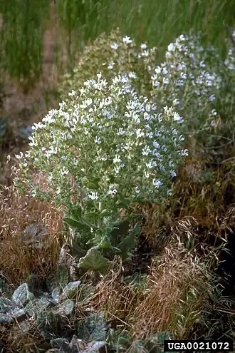 Шалфей эфиопский