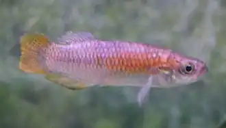 Испанская валенсия (Valencia hispanica)