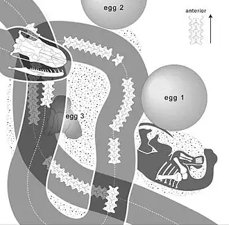 Известные ископаемые остатки