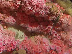 Corynactis californica