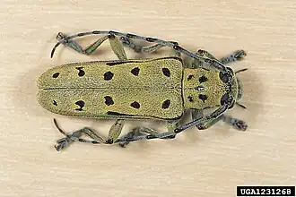 Скрипун продырявленный