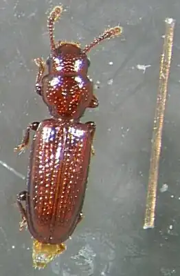 Saphophagus sp.