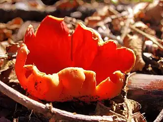 Алая эльфова чаша (Sarcoscypha coccinea)