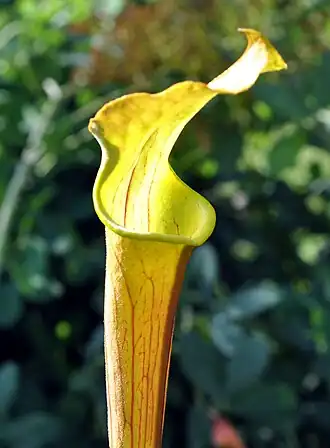 Sarracenia alabamensis subsp. wherryi