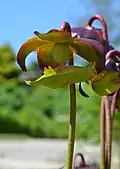Pitcher Plant