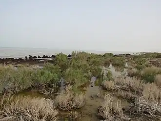 Сарыкамышское озеро со стороны Узбекистана