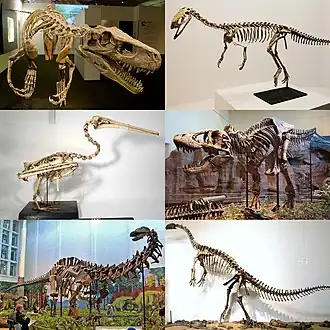 1-й ряд (ранние ящеротазовые):Herrerasaurus ischigualastensis, Eodromaeus murphi;
2-й ряд (продвинутые тероподы):Pelecanus occidentalis, Tyrannosaurus rex;
3-й ряд (завроподоморфы):Apatosaurus louisae, Plateosaurus trossingensis