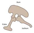 Структура таза ящеротазового динозавра (вид слева)