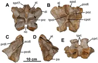 Голотип (дуга позвонка)