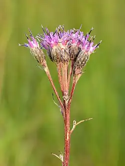 Соссюрея эстонская Saussurea alpina subsp. esthonica