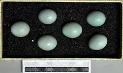 Яйца лугового чекана в музее Висбадена