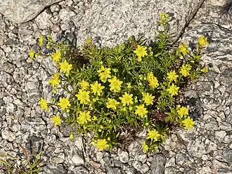 Камнеломка жестколистная (Saxifraga aizoides)