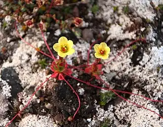 Камнеломка усатая