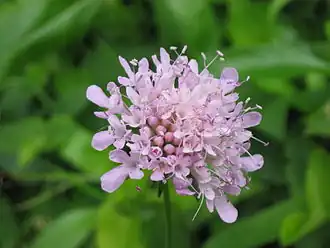 Цветочная головка Scabiosa nitens