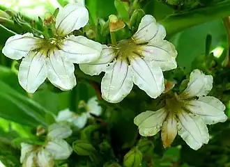 Цветущая Scaevola taccada