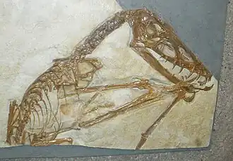 Образец голотипа