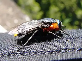 Слепень Scaptia lata