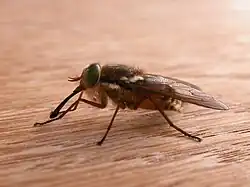 Scaptia maculiventris (Pangoninae)