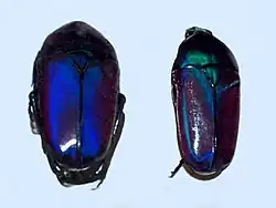 Smaragdesthes africana oertzeni. Музейный экспонат