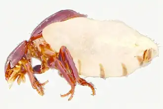 Scarabatermes amazonensis