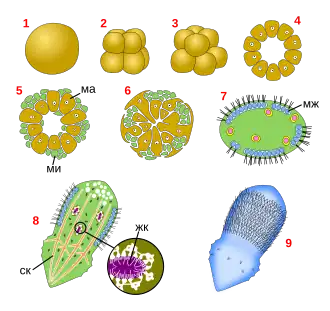 Трихимелльный тип развития. 1 — яйцо, 2, 3 — радиальное дробление, 4 — бластула, 5 — деламинация, 6 — слияние макромеров с образованием трабекулярного синцития, 7 — дифференцировка клеточных типов, 8 — продольный разрез личинки, 9 — внешний вид трихимеллы