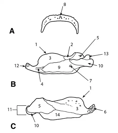Нижняя челюсть Euoplocephalus tutus