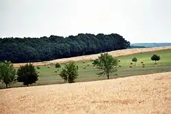 Луга к северу от Шило