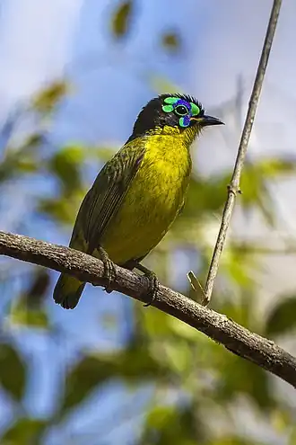 Philepitta schlegeli