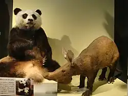 Чучела панды и трубкозуба.