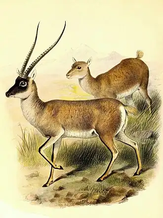 Самец и самка