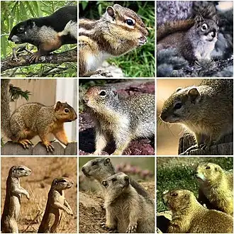 Callosciurus prevostii  Eutamias sibiricus  Tamiasciurus hudsonicus
  Sciurus niger  Urocitellus columbianus   Paraxerus cepapi
  Geosciurus inauris  Marmota sp.   Cynomys ludovicianus