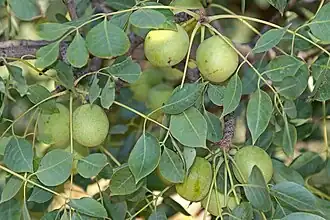 Плоды склерокарии эфиопской (Sclerocarya birrea)