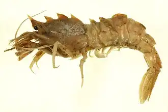 Sclerocrangon ferox