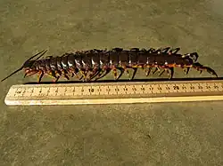 Scolopendra gigantea
