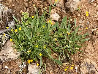 Scorpiurus muricatus