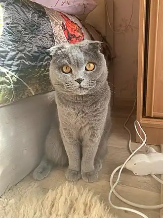 Шотландский вислоухий кот, возраст 2 года.
