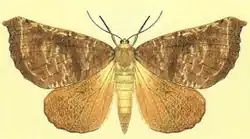 Scotorythra megalophylla