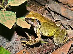 Изменчивая пискунья